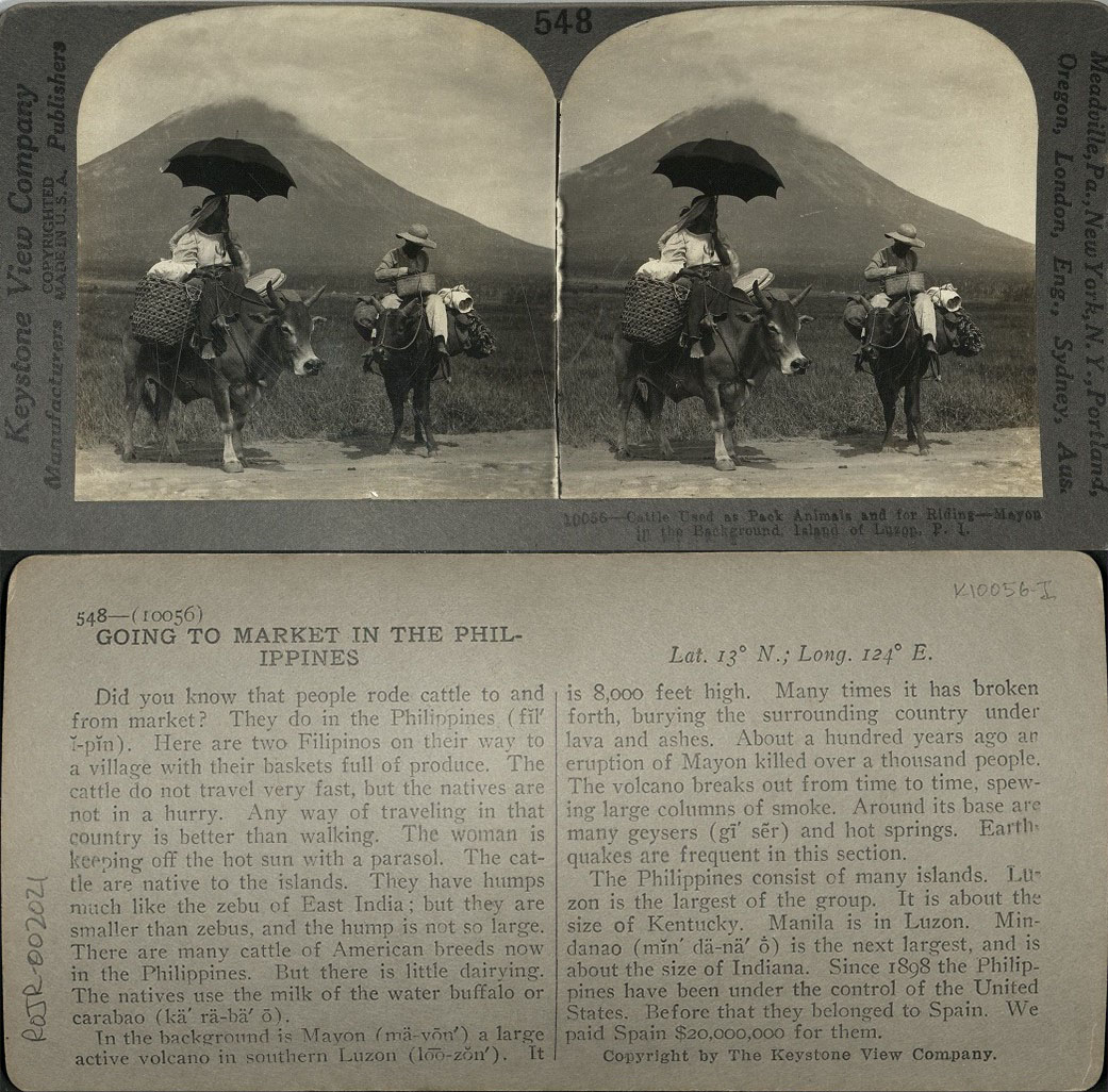 Cattle Used as Pack Animals and for Riding – Mayon in the Background, Island of Luzon, P. I.